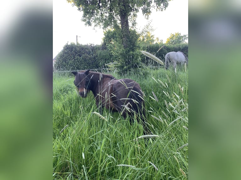 Shetland Ponies Gelding 13 years 9,2 hh in Ruppichteroth