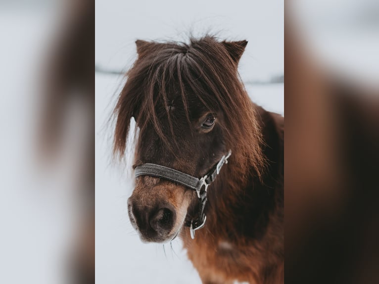 Shetland Ponies Gelding 13 years 9,2 hh in Ruppichteroth