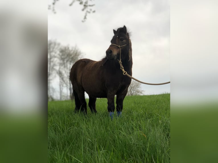 Shetland Ponies Gelding 13 years 9,2 hh in Ruppichteroth