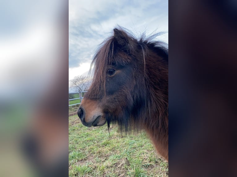 Shetland Ponies Gelding 13 years 9,2 hh in Ruppichteroth
