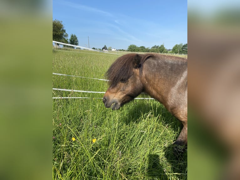 Shetland Ponies Gelding 13 years 9,2 hh in Ruppichteroth