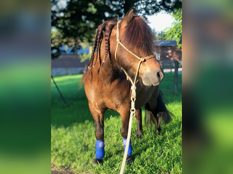 Shetland Ponies Gelding 13 years 9,2 hh in Ruppichteroth
