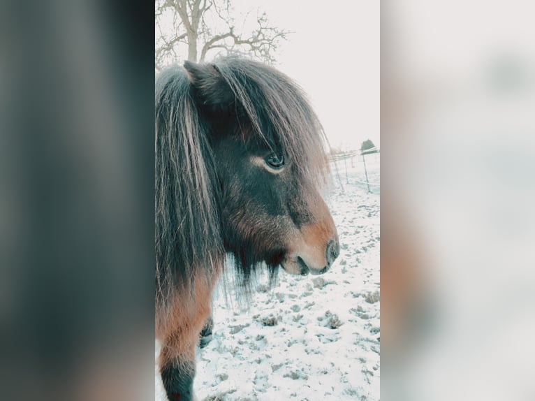 Shetland Ponies Gelding 13 years 9,2 hh in Ruppichteroth