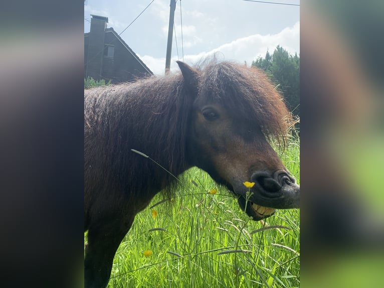 Shetland Ponies Gelding 13 years 9,2 hh in Ruppichteroth