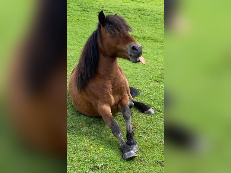 Shetland Ponies Gelding 14 years 10,2 hh Brown in Ochsenhausen