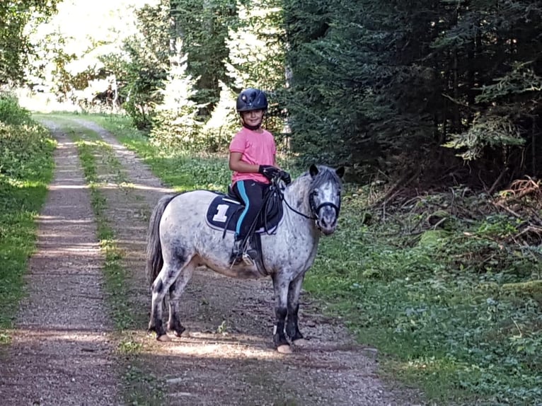 Shetland Ponies Gelding 14 years 10.2 hh  in Spaichingeni