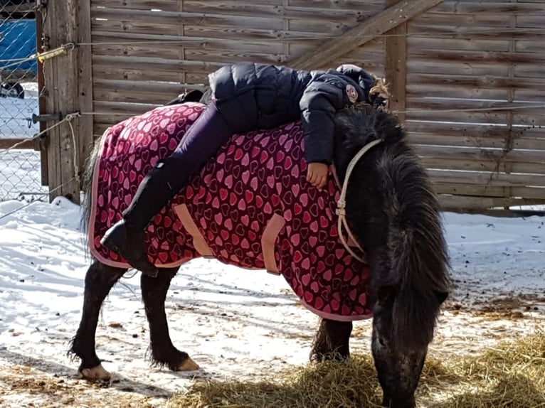 Shetland Ponies Gelding 14 years 10.2 hh  in Spaichingeni