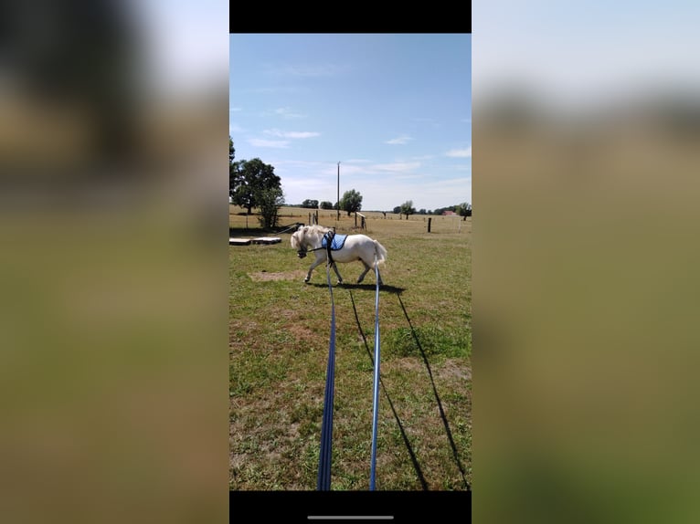 Shetland Ponies Gelding 14 years 10 hh Grey in Mettingen