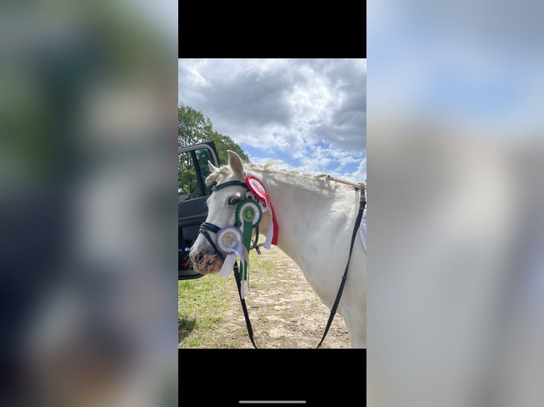 Shetland Ponies Gelding 14 years 10 hh Grey in Mettingen