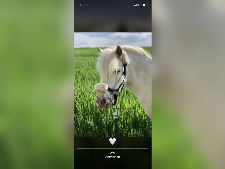 Shetland Ponies Gelding 14 years 10 hh Grey in Mettingen