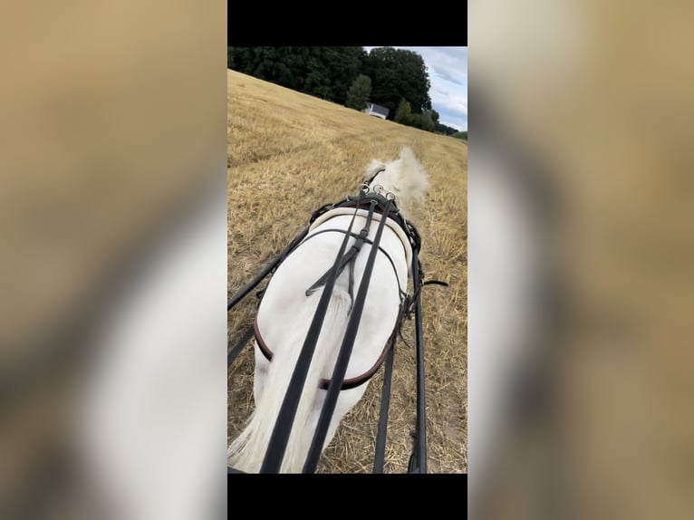 Shetland Ponies Gelding 14 years 10 hh Grey in Mettingen