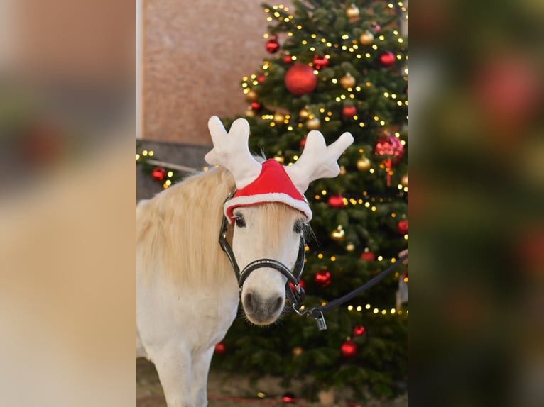 Shetland Ponies Gelding 14 years 10,1 hh Grey in Geilenkirchen