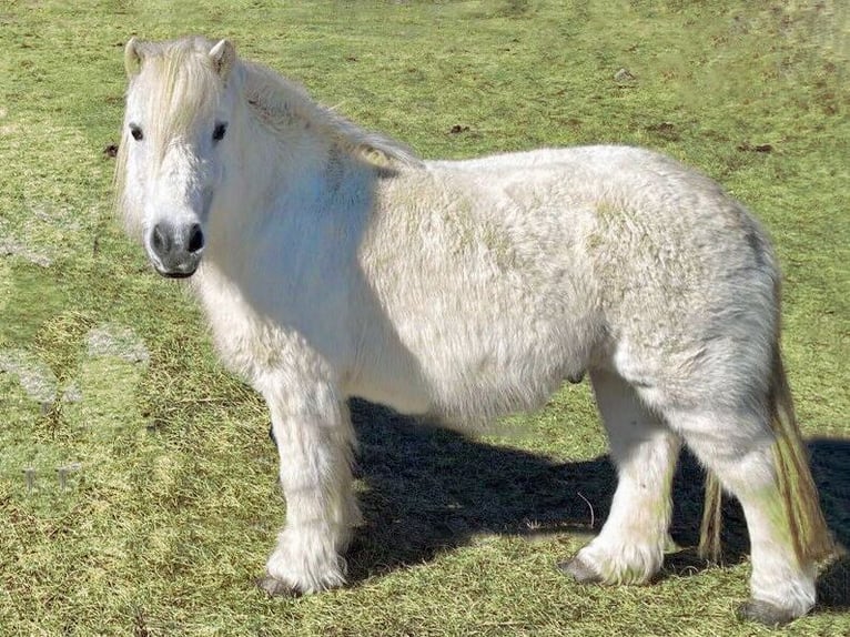Shetland Ponies Mix Gelding 14 years 10,1 hh Grey in Oranienburg