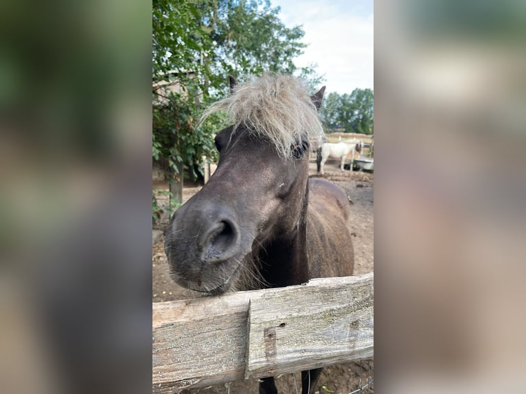 Shetland Ponies Mix Gelding 14 years 10,2 hh  in Großbeeren