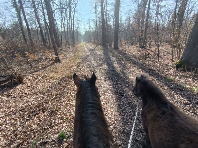 Shetland Ponies Mix Gelding 14 years 10,2 hh  in Großbeeren