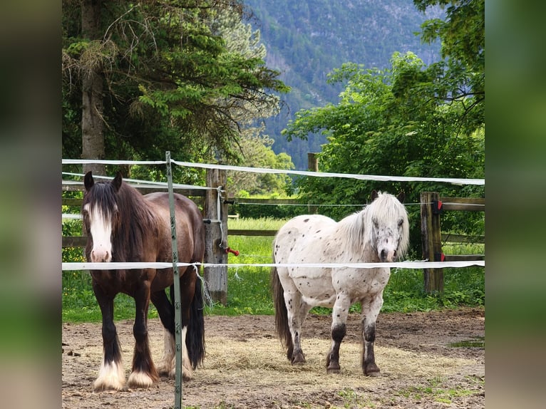 Shetland Ponies Gelding 14 years 10,2 hh Leopard-Piebald in Lienz