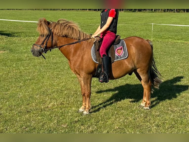 Shetland Ponies Gelding 14 years 11,2 hh Chestnut-Red in Hoornsterzwaag