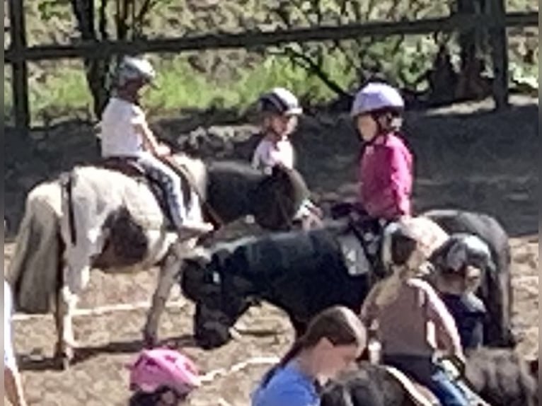 Shetland Ponies Gelding 14 years 9,2 hh Pinto in D&#xF6;tlingen