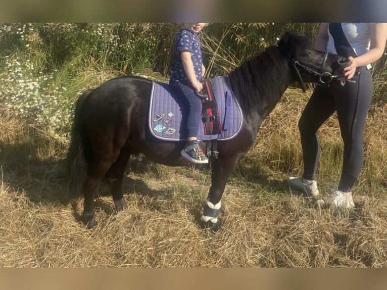 Shetland Ponies Gelding 14 years Black in Kumhausen