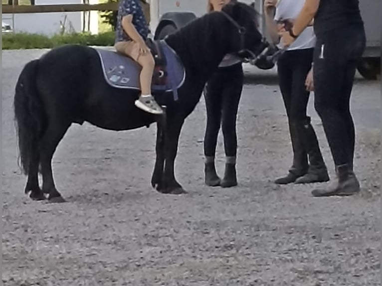 Shetland Ponies Gelding 14 years Black in Kumhausen