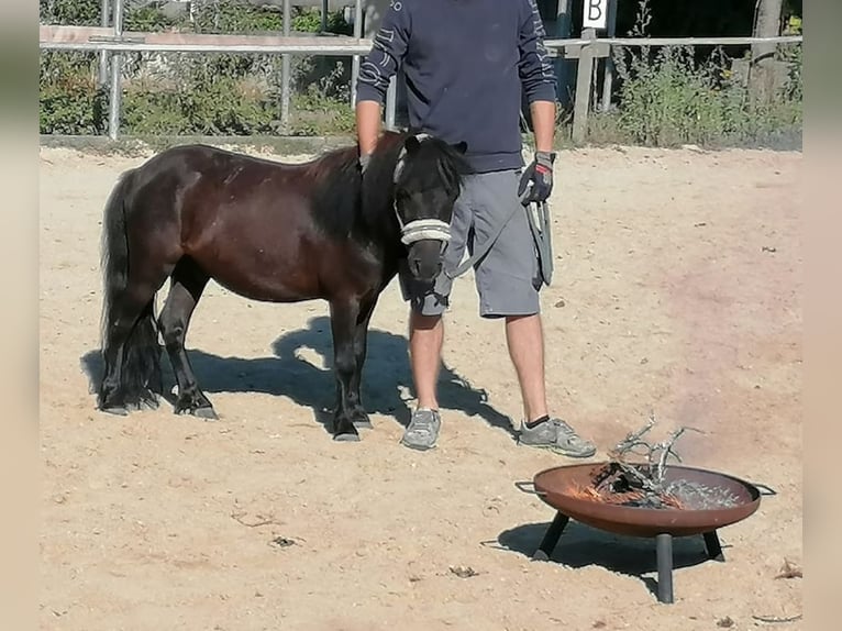 Shetland Ponies Gelding 14 years Black in Kumhausen