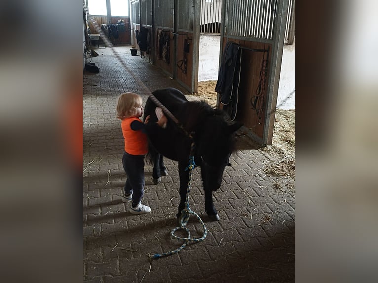 Shetland Ponies Gelding 14 years Black in Kumhausen