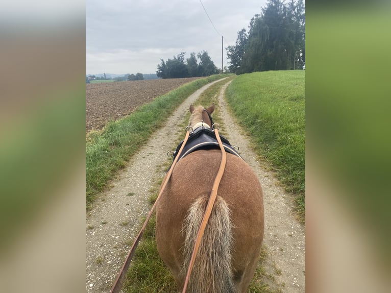 Shetland Ponies Gelding 15 years 10.1 hh Chestnut-Red in VeldenVelden