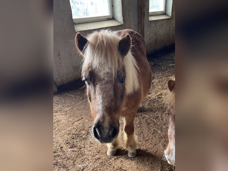 Shetland Ponies Gelding 15 years 10.1 hh Chestnut-Red in VeldenVelden