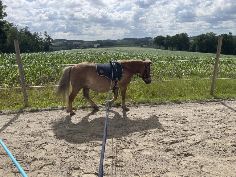 Shetland Ponies Gelding 15 years 10.1 hh Chestnut-Red in VeldenVelden