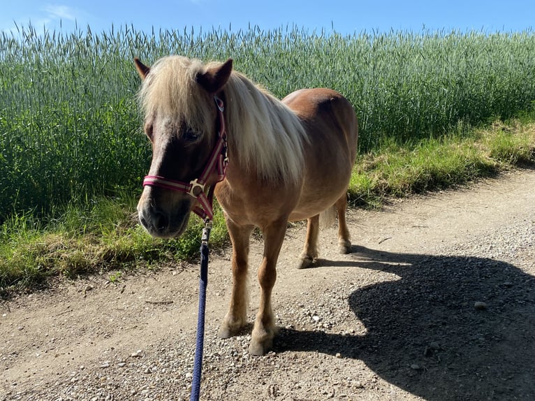 Shetland Ponies Gelding 15 years 10.1 hh Chestnut-Red in VeldenVelden