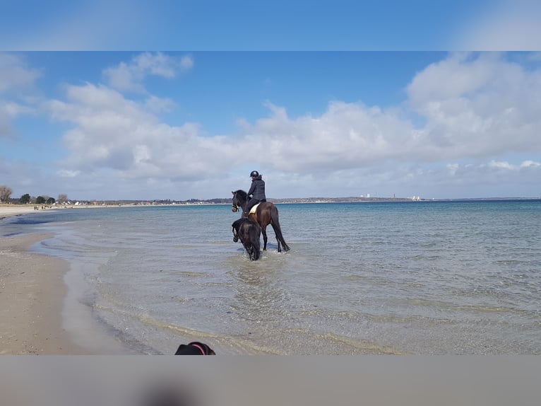 Shetland Ponies Gelding 15 years 10.2 hh Black in Rümpel
