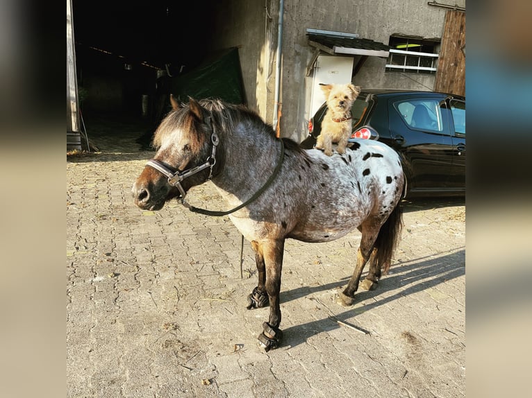 Shetland Ponies Gelding 15 years 10,2 hh Leopard-Piebald in Bottrop