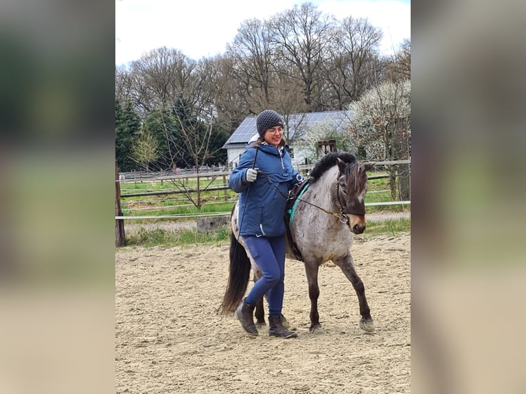 Shetland Ponies Gelding 15 years 10,2 hh Leopard-Piebald in Bottrop