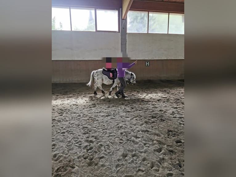Shetland Ponies Gelding 15 years 10.2 hh Leopard-Piebald in Lienz