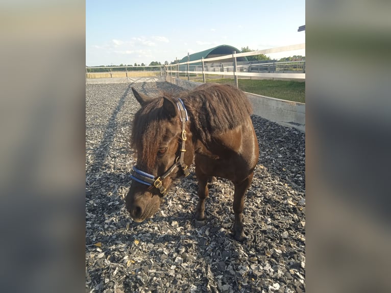 Shetland Ponies Gelding 15 years 10,2 hh Smoky-Black in Mertingen