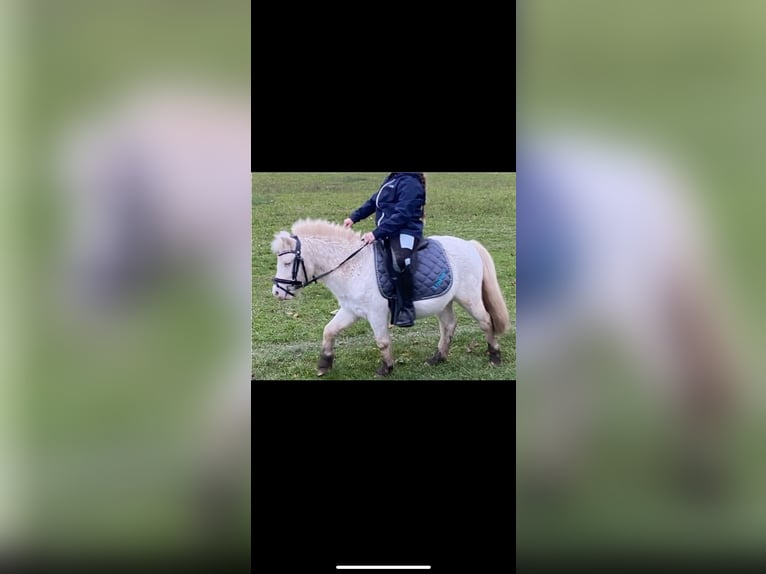 Shetland Ponies Gelding 15 years 10 hh Cremello in Koblenz