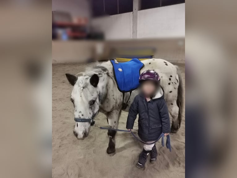 Shetland Ponies Gelding 15 years 10,2 hh Leopard-Piebald in Lienz