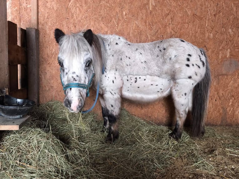 Shetland Ponies Gelding 15 years 10,2 hh Leopard-Piebald in Lienz
