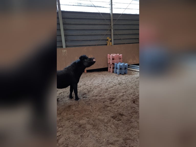 Shetland Ponies Gelding 15 years 8,1 hh Black in Ahrensfelde