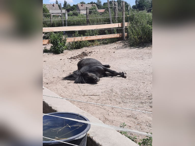 Shetland Ponies Gelding 15 years 8,1 hh Black in Ahrensfelde