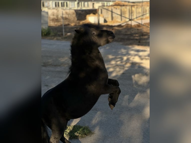 Shetland Ponies Gelding 15 years 8,1 hh Black in Ahrensfelde