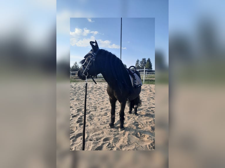 Shetland Ponies Gelding 15 years 8,1 hh Black in Ahrensfelde