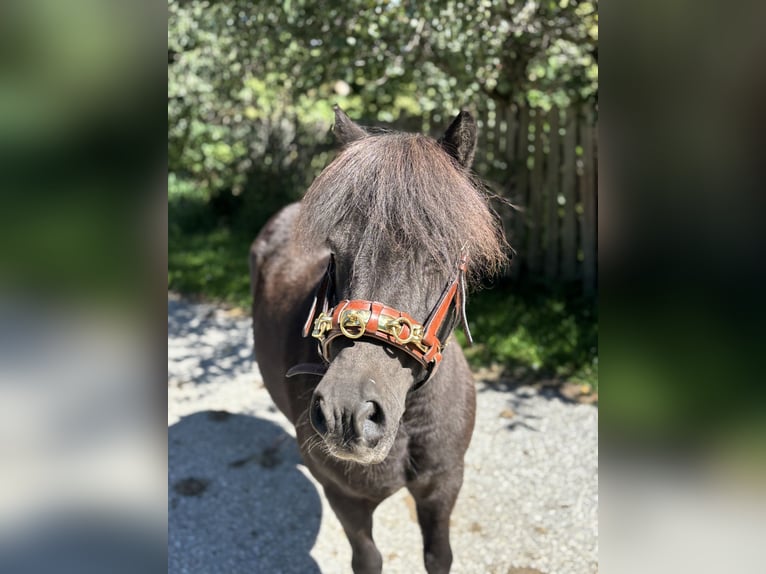 Shetland Ponies Gelding 16 years 10,2 hh Black in Fischbach