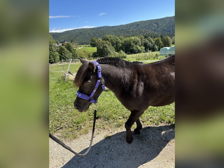 Shetland Ponies Gelding 16 years 10,2 hh Black in Fischbach