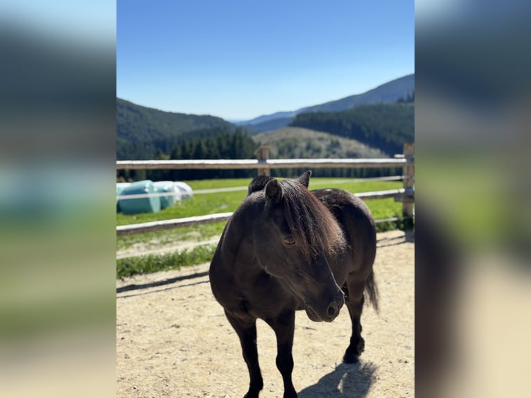 Shetland Ponies Gelding 16 years 10,2 hh Black in Fischbach