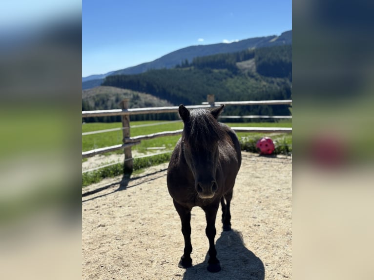 Shetland Ponies Gelding 16 years 10,2 hh Black in Fischbach