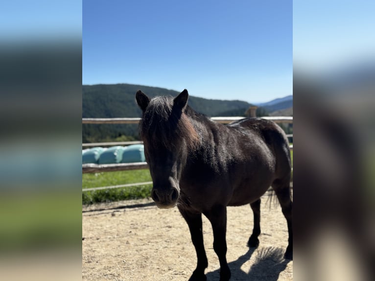 Shetland Ponies Gelding 16 years 10,2 hh Black in Fischbach
