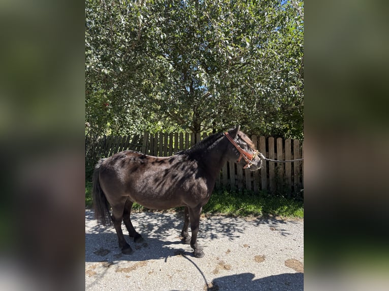 Shetland Ponies Gelding 16 years 10,2 hh Black in Fischbach