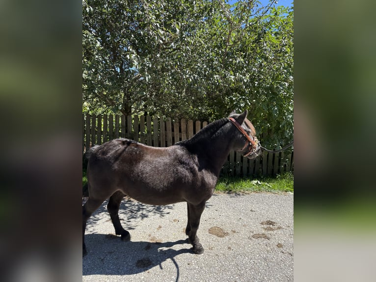 Shetland Ponies Gelding 16 years 10,2 hh Black in Fischbach