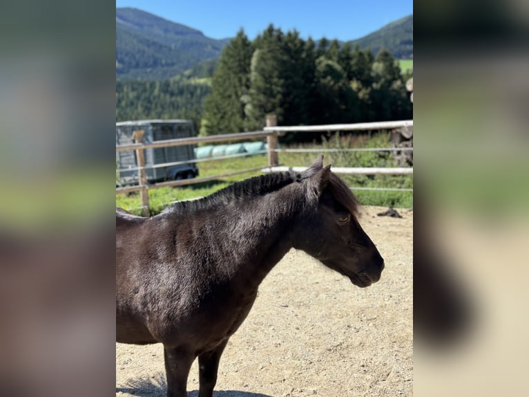 Shetland Ponies Gelding 16 years 10,2 hh Black in Fischbach